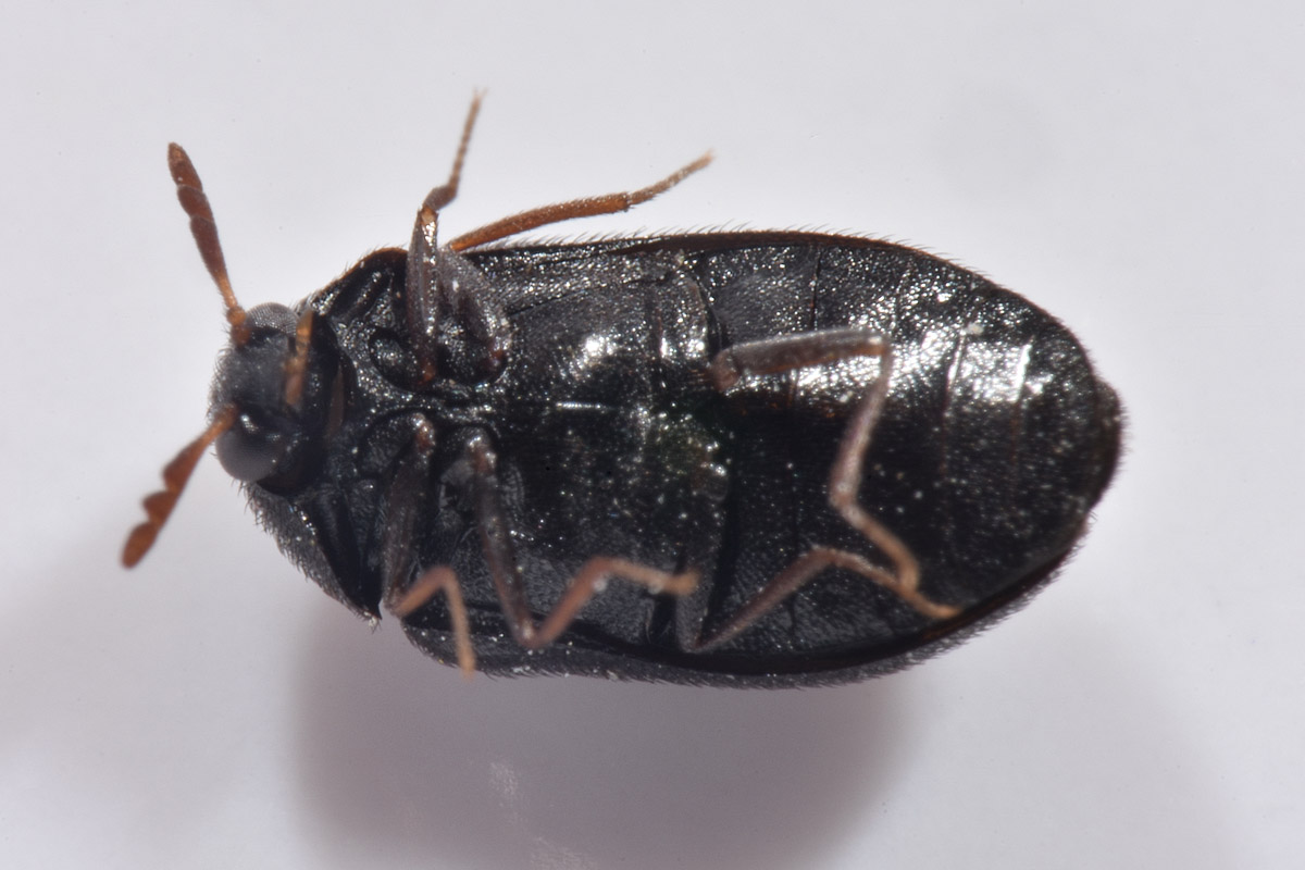 Dermestidae: Ctesias serra